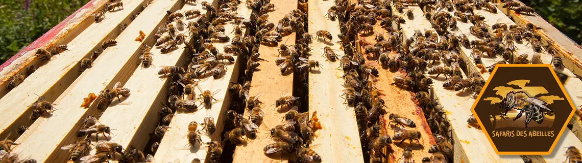Abeilles sur cadres de ruche ouverte