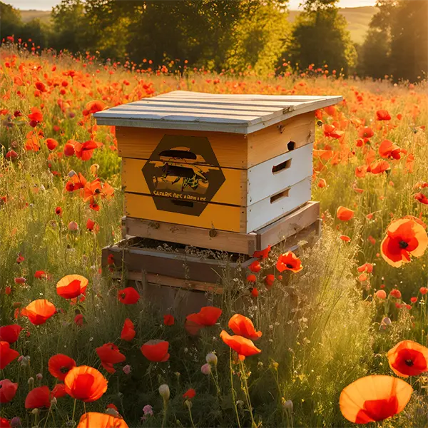 Ruche langstroth dans un champ de coquelicots