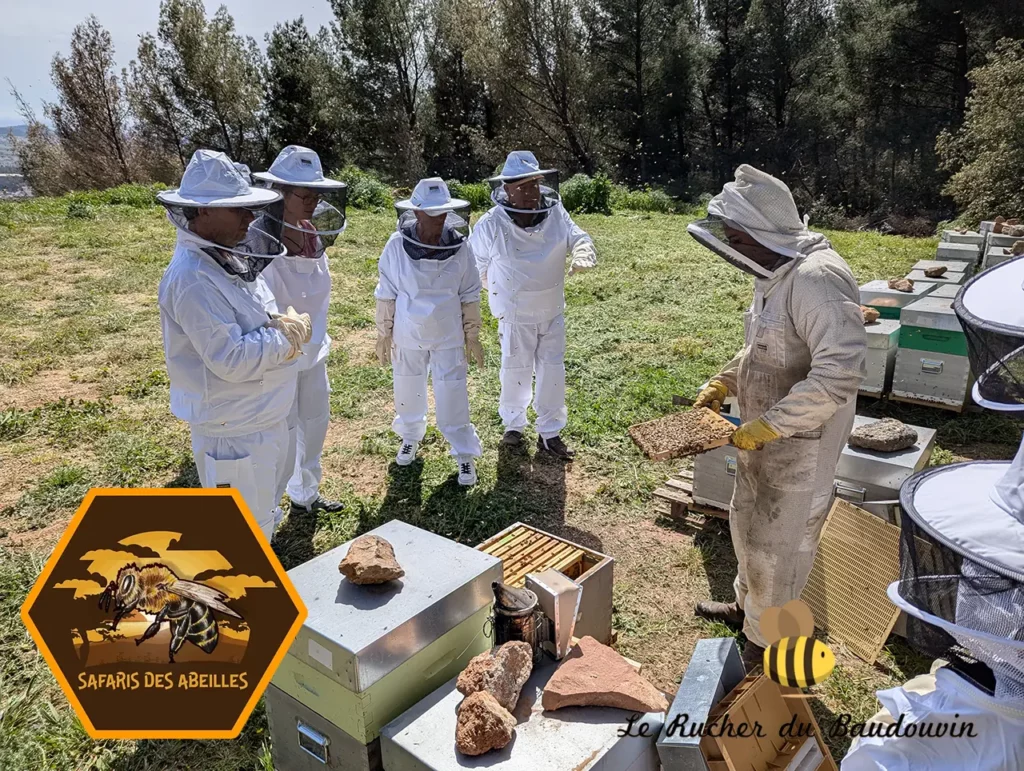 Ouverture d'une ruche pour les participants à un safari des abeilles