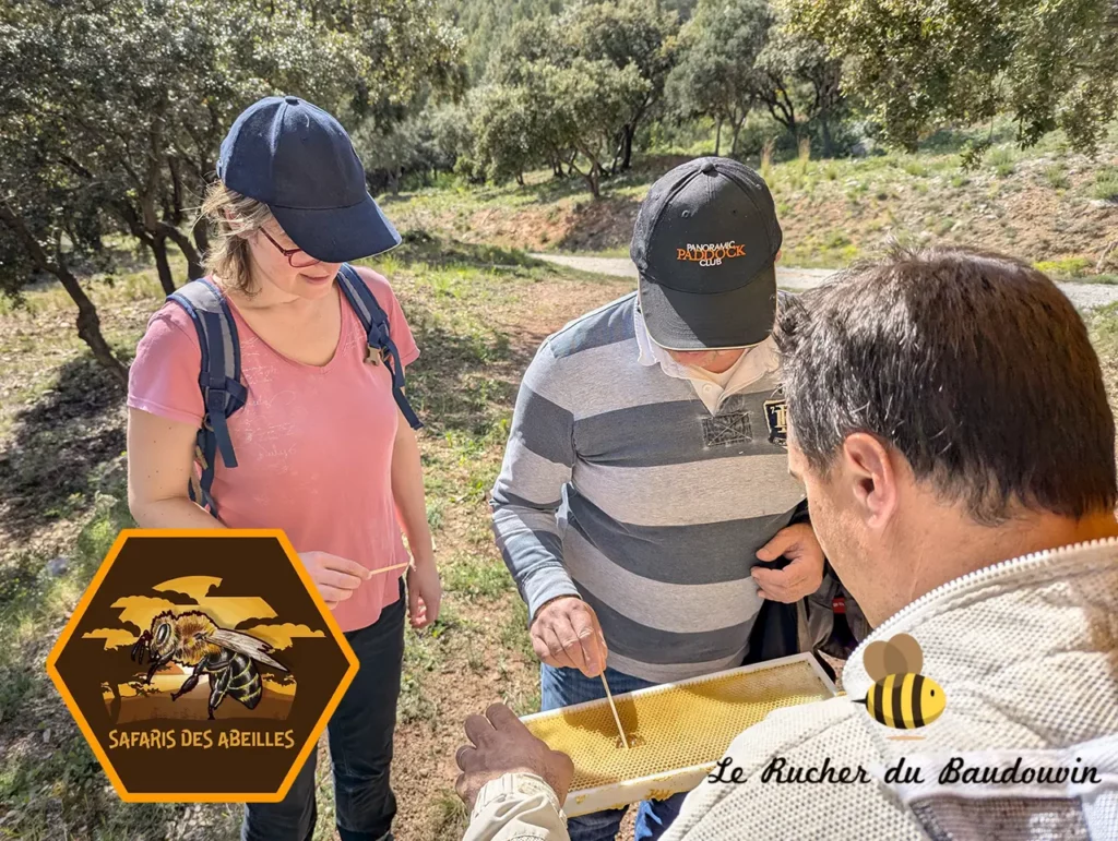 Goûter du miel directement sur le rayon d'abeille