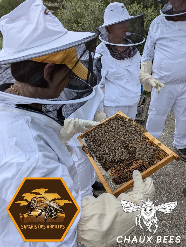 Découverte des larves