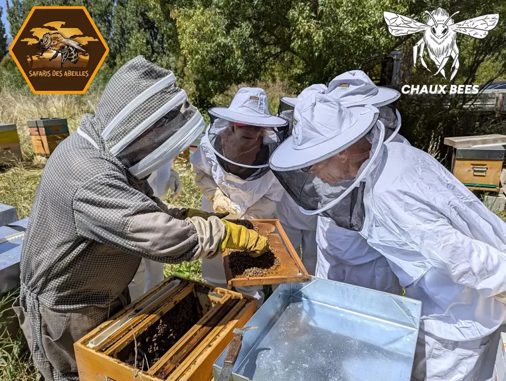 Ouverture d'une ruche et présentation d'un cadre avec des abeilles lors d'un safari