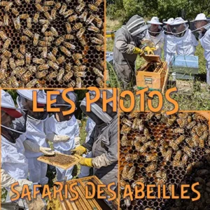 Les photos et vidéos des safaris des abeilles