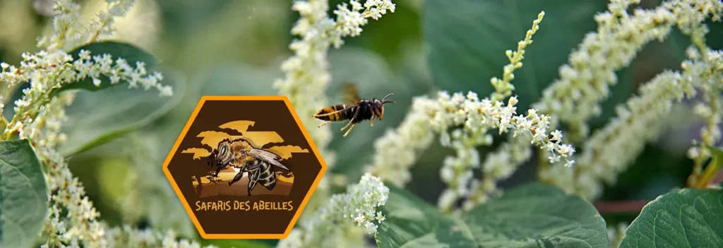 Frelon asiatique à pattes jaunes en vol