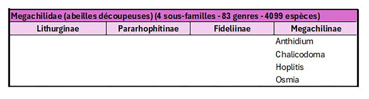 Tableau des familles d'abeilles megachilidae
