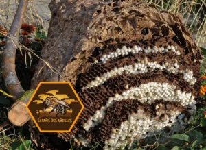 Nid de frelons asiatiques