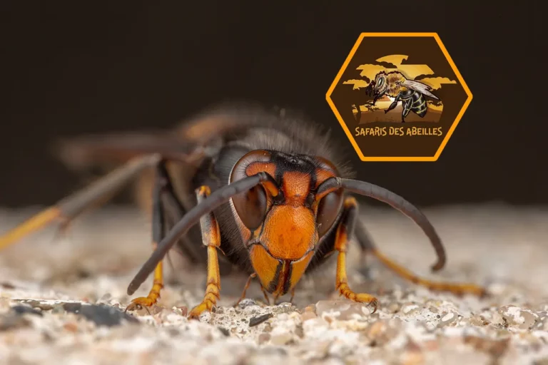Tête de frelon asiatique à pattes jaunes