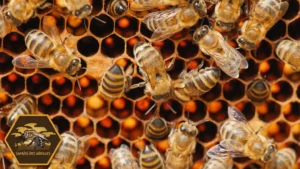 Abeilles sur des cellules de remplies de pollen et de miel