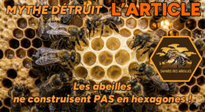 Abeiles et cellules hexagonales