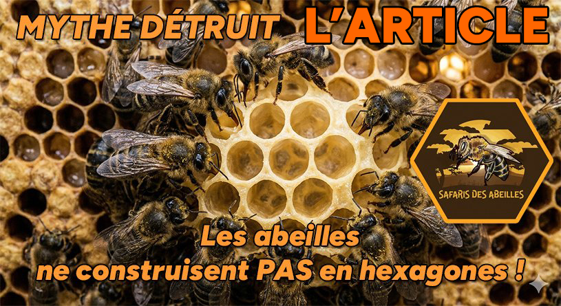 Abeiles et cellules hexagonales