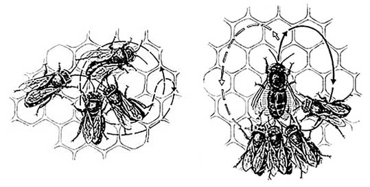 Différentes danses des abeilles
