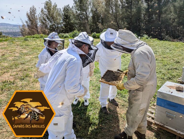 Apiculteurs en herbe examinant un cadre d'abeilles lors d'un safari des abeilles