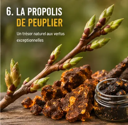 Des bourgeons de peuplier et de la propolis
