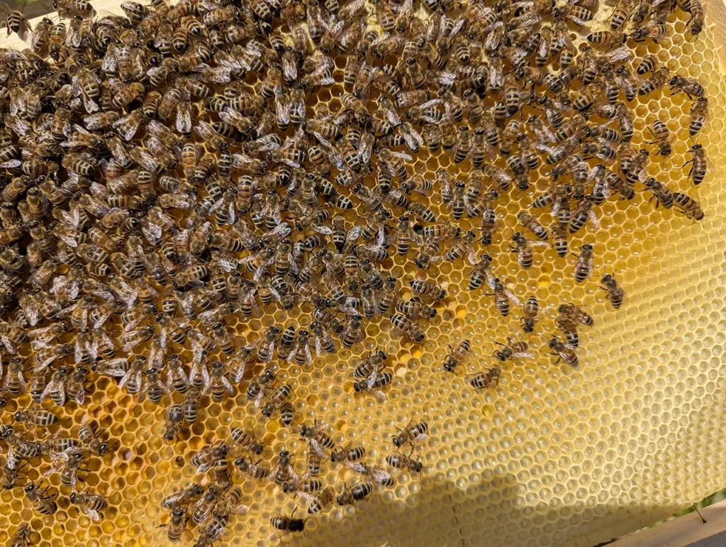 Abeilles sur un cadre