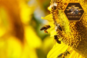 Des abeilles butinant un tournesol