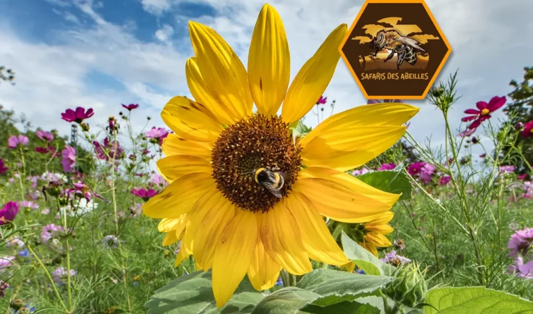 Un bourdon butinant un tournesol