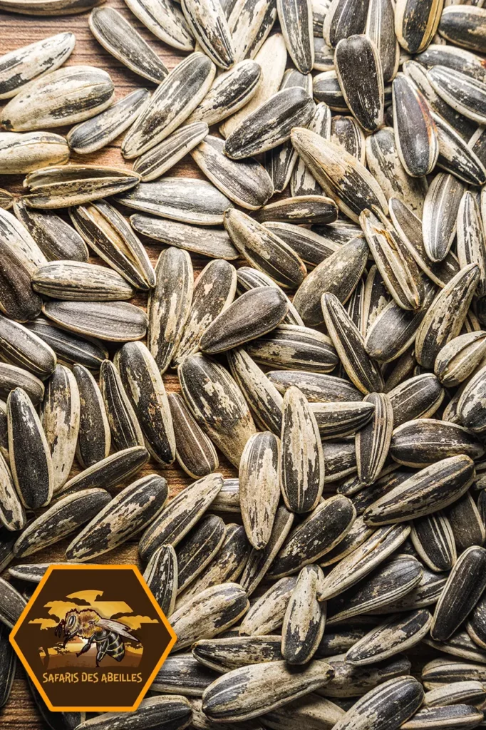 Graines de tournesol