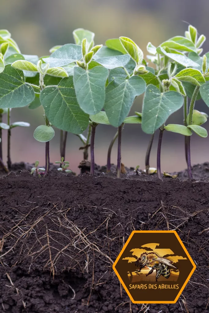 Plants de tournesols