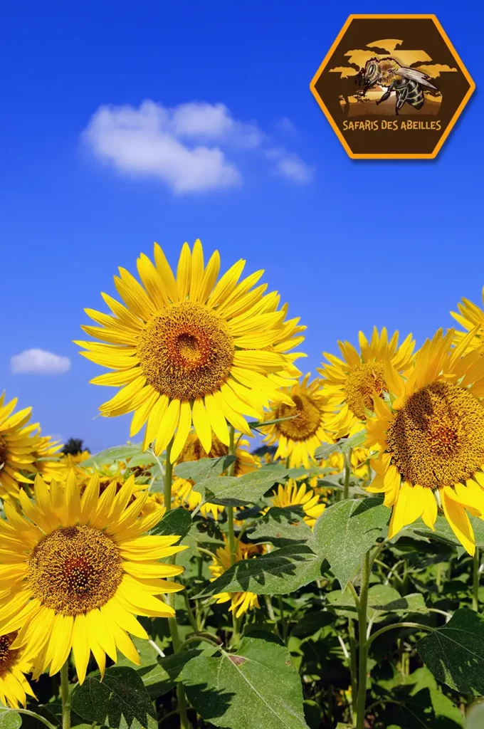 tournesols 384709889 safaris des abeilles
