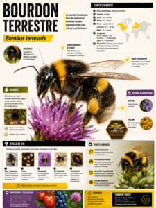 Fiche abeille Bourdon terrestre