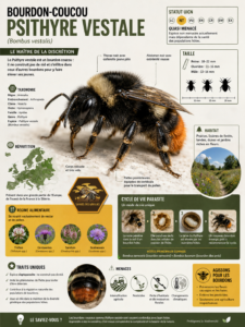 Fiche abeille Psithyre vestale