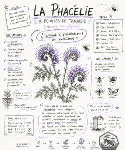 La Phacélie à feuilles de tanaisie (Phacelia tanacetifolia)