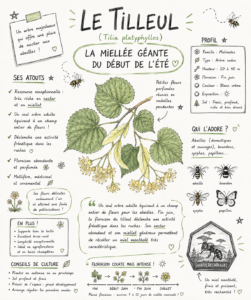 Le Tilleul (Tilia platyphyllos)