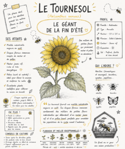 Le Tournesol (Helianthus annuus)
